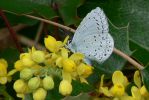 PICTURES/Walk Along The Metolius River/t_Moth3.JPG